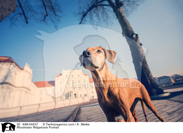 Rhodesian Ridgeback Portrait / Rhodesian Ridgeback Portrait / KMI-04837