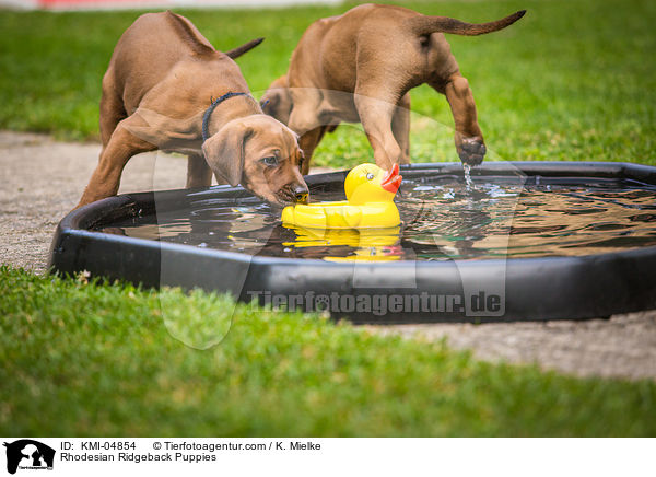 Rhodesian Ridgeback Welpen / Rhodesian Ridgeback Puppies / KMI-04854