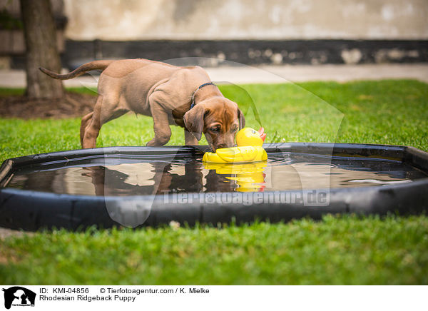 Rhodesian Ridgeback Welpe / Rhodesian Ridgeback Puppy / KMI-04856