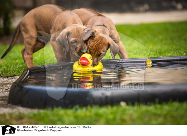 Rhodesian Ridgeback Welpen / Rhodesian Ridgeback Puppies / KMI-04857