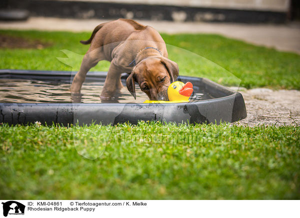 Rhodesian Ridgeback Welpe / Rhodesian Ridgeback Puppy / KMI-04861