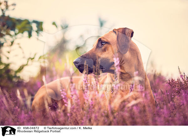 Rhodesian Ridgeback Portrait / Rhodesian Ridgeback Portrait / KMI-04872