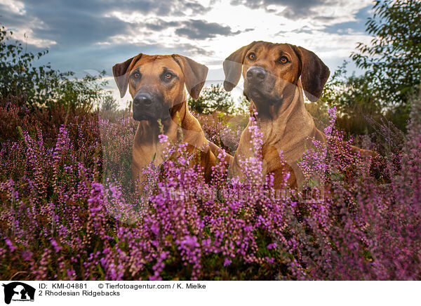 2 Rhodesian Ridgebacks / 2 Rhodesian Ridgebacks / KMI-04881