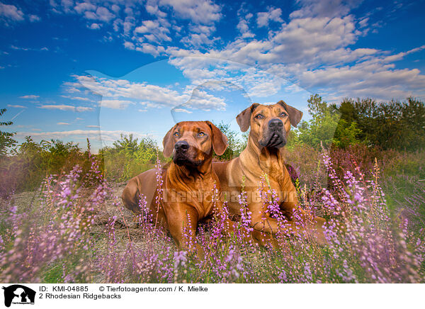 2 Rhodesian Ridgebacks / 2 Rhodesian Ridgebacks / KMI-04885