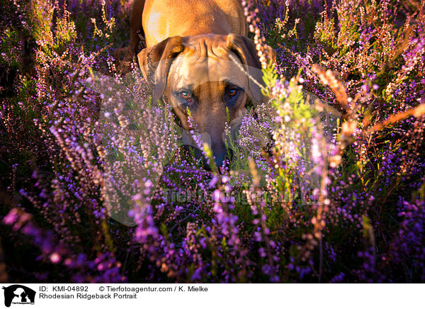 Rhodesian Ridgeback Portrait / Rhodesian Ridgeback Portrait / KMI-04892