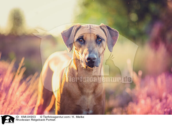 Rhodesian Ridgeback Portrait / Rhodesian Ridgeback Portrait / KMI-04903