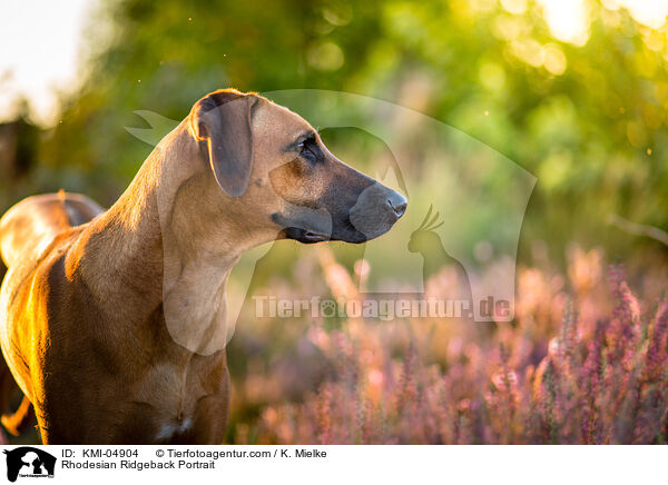 Rhodesian Ridgeback Portrait / Rhodesian Ridgeback Portrait / KMI-04904