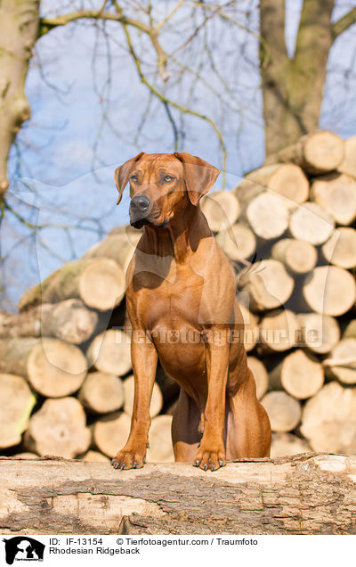 Rhodesian Ridgeback / Rhodesian Ridgeback / IF-13154