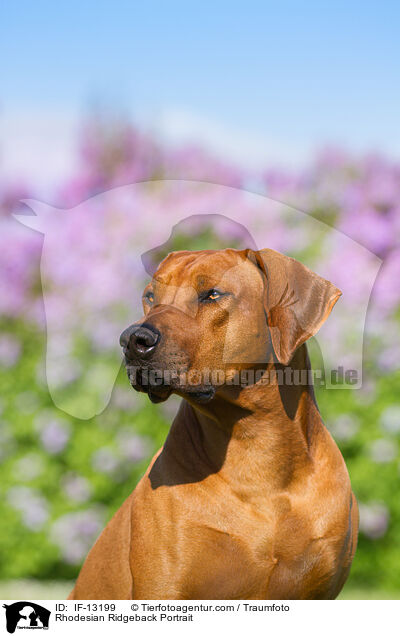 Rhodesian Ridgeback Portrait / Rhodesian Ridgeback Portrait / IF-13199