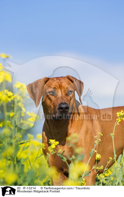 Rhodesian Ridgeback Portrait / Rhodesian Ridgeback Portrait / IF-13214