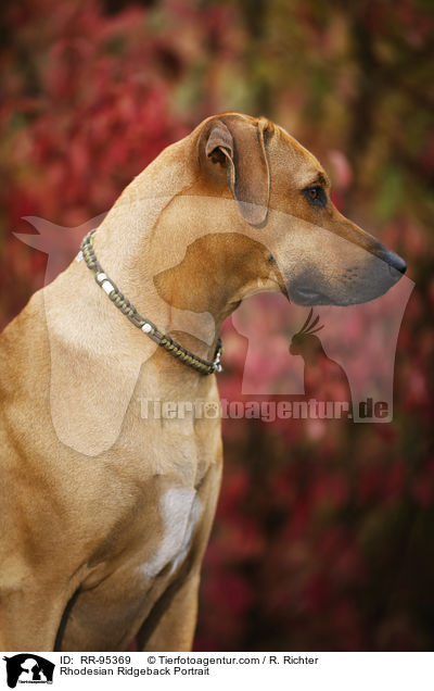 Rhodesian Ridgeback Portrait / Rhodesian Ridgeback Portrait / RR-95369