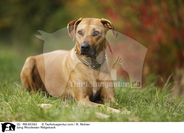 liegender Rhodesian Ridgeback / lying Rhodesian Ridgeback / RR-95383