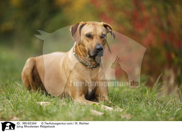 liegender Rhodesian Ridgeback / lying Rhodesian Ridgeback / RR-95384