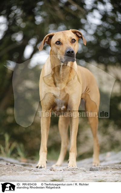 stehender Rhodesian Ridgeback / standing Rhodesian Ridgeback / RR-95439