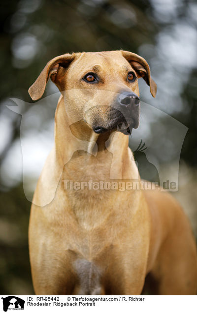 Rhodesian Ridgeback Portrait / Rhodesian Ridgeback Portrait / RR-95442