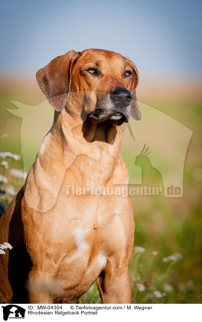 Rhodesian Ridgeback Portrait / Rhodesian Ridgeback Portrait / MW-04304