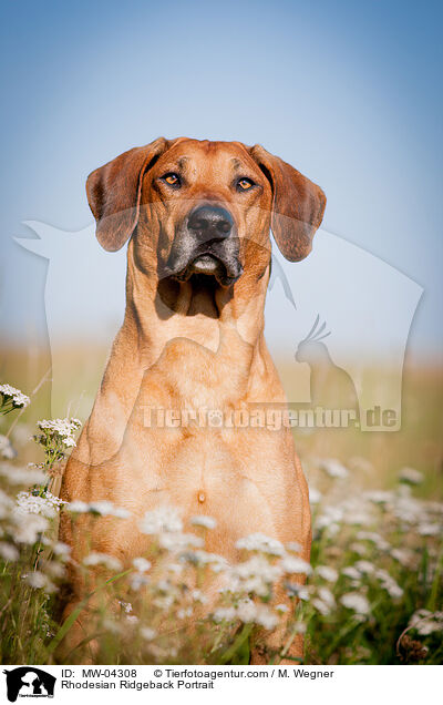 Rhodesian Ridgeback Portrait / Rhodesian Ridgeback Portrait / MW-04308