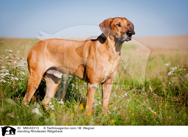 stehender Rhodesian Ridgeback / standing Rhodesian Ridgeback / MW-04313