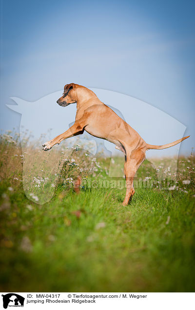 springender Rhodesian Ridgeback / jumping Rhodesian Ridgeback / MW-04317