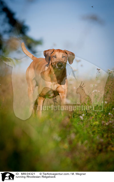 rennender Rhodesian Ridgeback / running Rhodesian Ridgeback / MW-04321