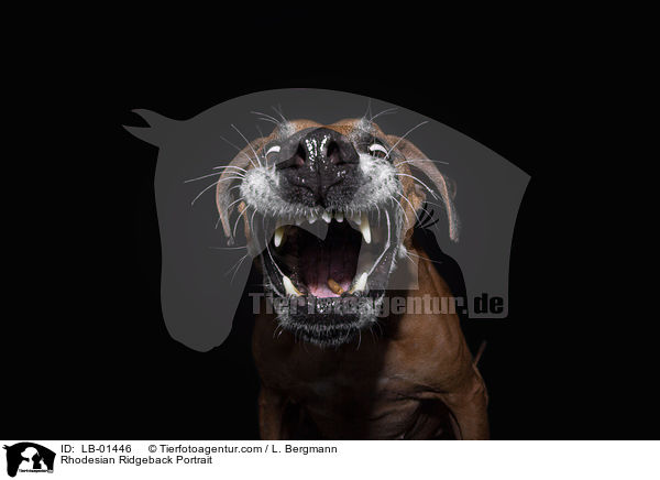 Rhodesian Ridgeback Portrait / Rhodesian Ridgeback Portrait / LB-01446