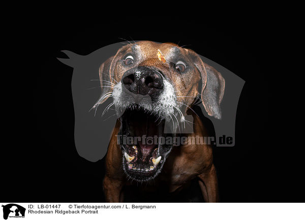 Rhodesian Ridgeback Portrait / Rhodesian Ridgeback Portrait / LB-01447