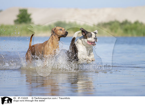 Hunde rennen durchs Wasser / dogs runs through the water / IF-13245