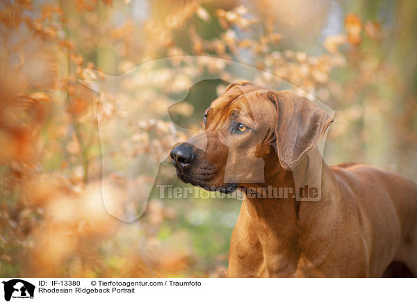 Rhodesian RIdgeback Portrait / Rhodesian RIdgeback Portrait / IF-13380