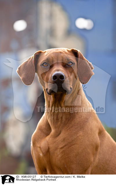 Rhodesian Ridgeback Portrait / Rhodesian Ridgeback Portrait / KMI-05127