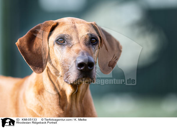 Rhodesian Ridgeback Portrait / Rhodesian Ridgeback Portrait / KMI-05133