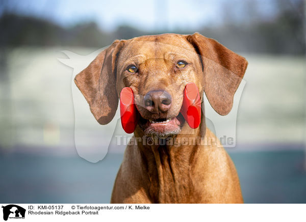 Rhodesian Ridgeback Portrait / Rhodesian Ridgeback Portrait / KMI-05137