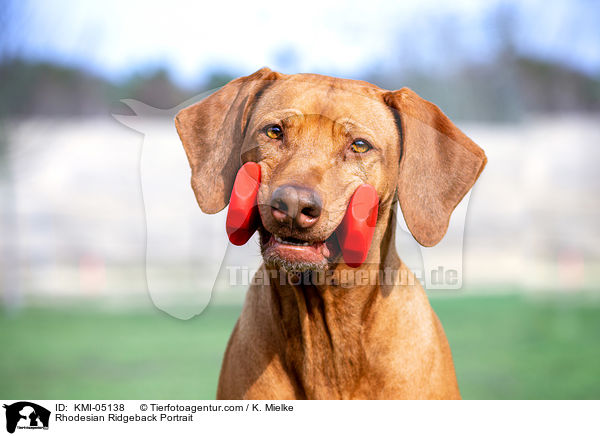 Rhodesian Ridgeback Portrait / Rhodesian Ridgeback Portrait / KMI-05138