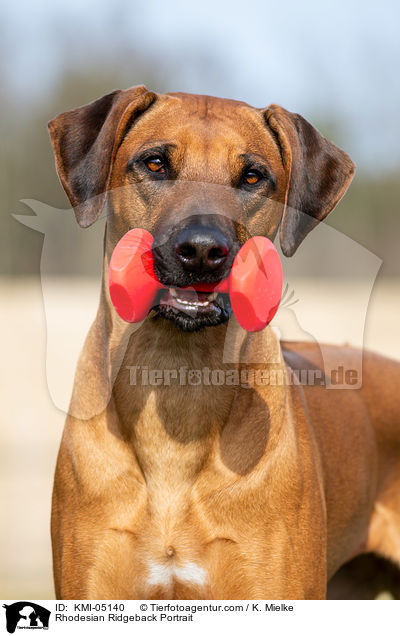 Rhodesian Ridgeback Portrait / Rhodesian Ridgeback Portrait / KMI-05140