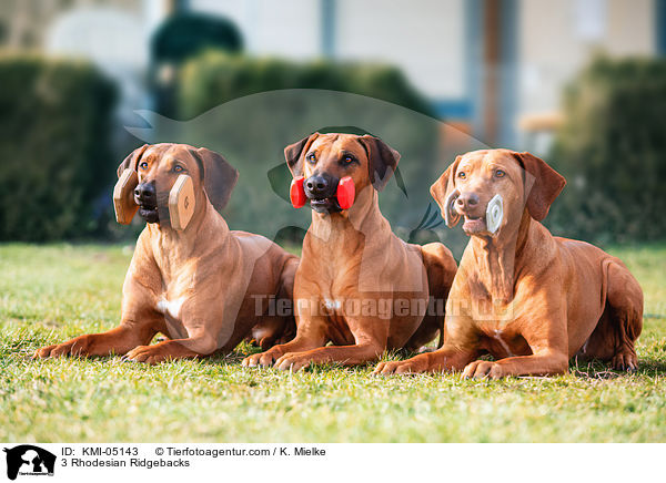 3 Rhodesian Ridgebacks / 3 Rhodesian Ridgebacks / KMI-05143