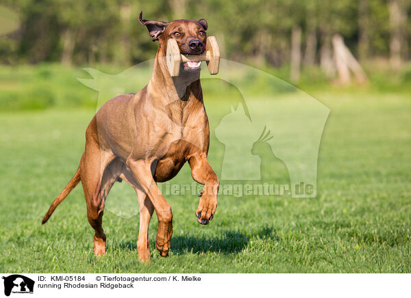 rennender Rhodesian Ridgeback / running Rhodesian Ridgeback / KMI-05184