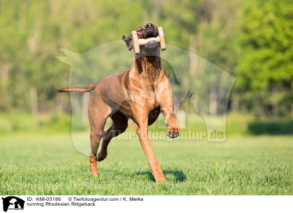 rennender Rhodesian Ridgeback / running Rhodesian Ridgeback / KMI-05186