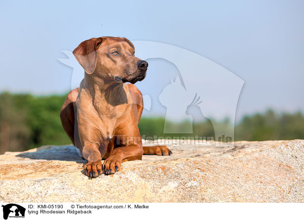 liegender Rhodesian Ridgeback / lying Rhodesian Ridgeback / KMI-05190