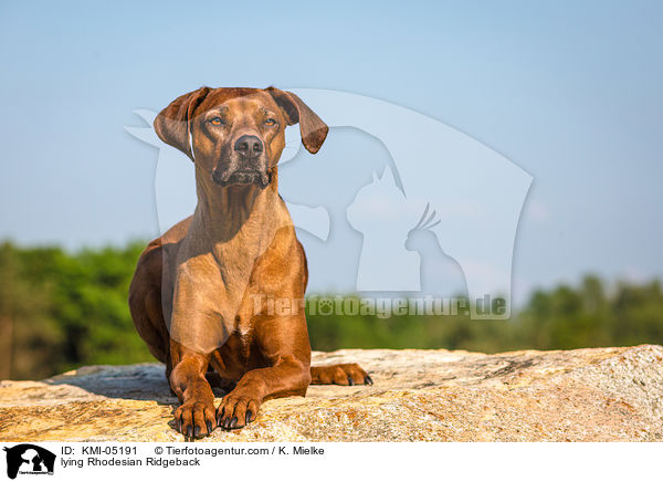 liegender Rhodesian Ridgeback / lying Rhodesian Ridgeback / KMI-05191