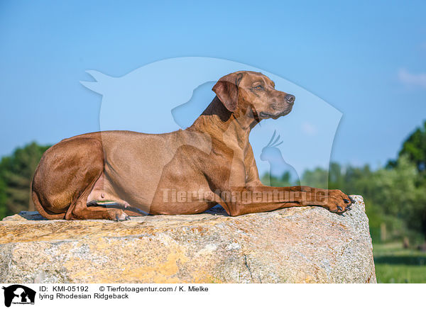 liegender Rhodesian Ridgeback / lying Rhodesian Ridgeback / KMI-05192