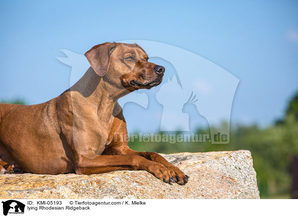 liegender Rhodesian Ridgeback / lying Rhodesian Ridgeback / KMI-05193