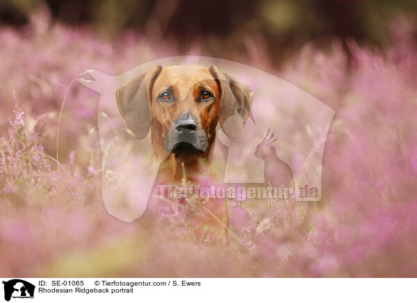 Rhodesian Ridgeback Portrait / Rhodesian Ridgeback portrait / SE-01065