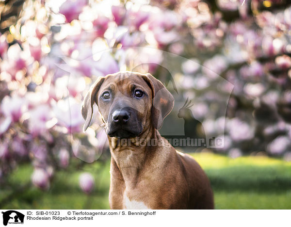 Rhodesian Ridgeback Portrait / Rhodesian Ridgeback portrait / SIB-01023