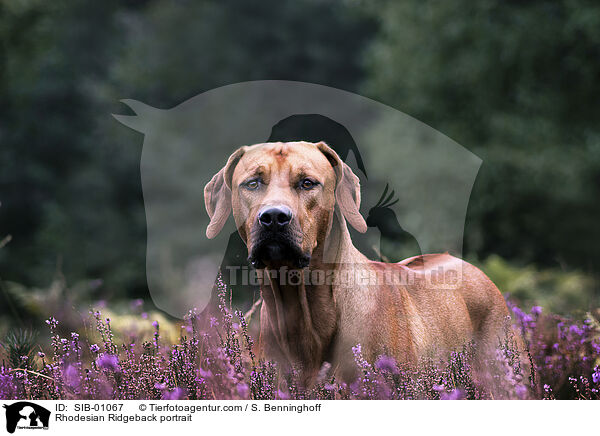 Rhodesian Ridgeback Portrait / Rhodesian Ridgeback portrait / SIB-01067