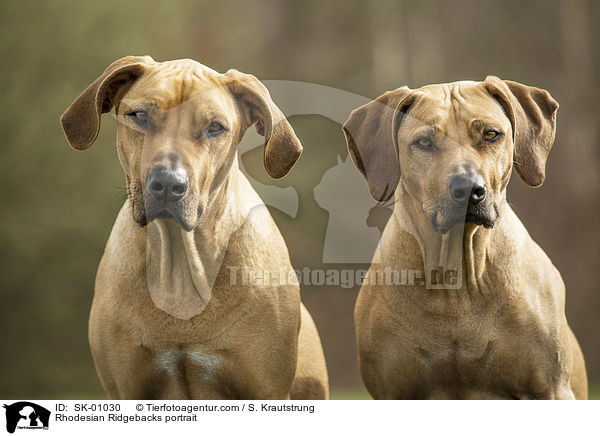 Rhodesian Ridgebacks Portrait / Rhodesian Ridgebacks portrait / SK-01030