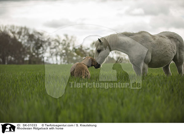 Rhodesian Ridgeback mit Pferd / Rhodesian Ridgeback with horse / SK-01033