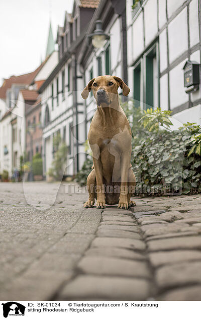 sitzender Rhodesian Ridgeback / sitting Rhodesian Ridgeback / SK-01034