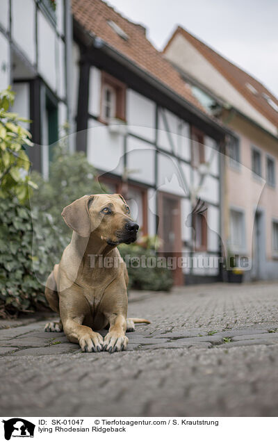 liegender Rhodesian Ridgeback / lying Rhodesian Ridgeback / SK-01047