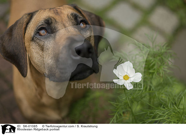 Rhodesian Ridgeback Portrait / Rhodesian Ridgeback portrait / SK-01085