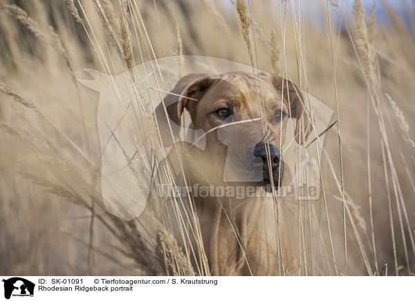 Rhodesian Ridgeback Portrait / Rhodesian Ridgeback portrait / SK-01091