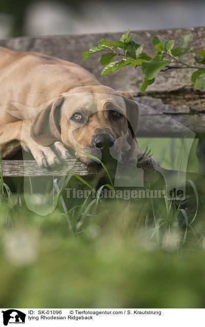 liegender Rhodesian Ridgeback / lying Rhodesian Ridgeback / SK-01096